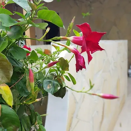 Bed & Breakfast Le Tre Rose 3*