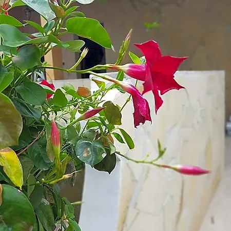 Le Tre Rose